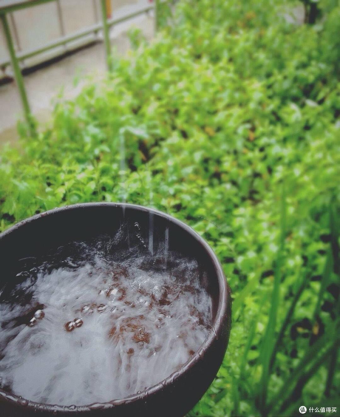 “4种水”浇花特别好,能当肥料,花草疯长,花朵鲜艳,开到爆盆