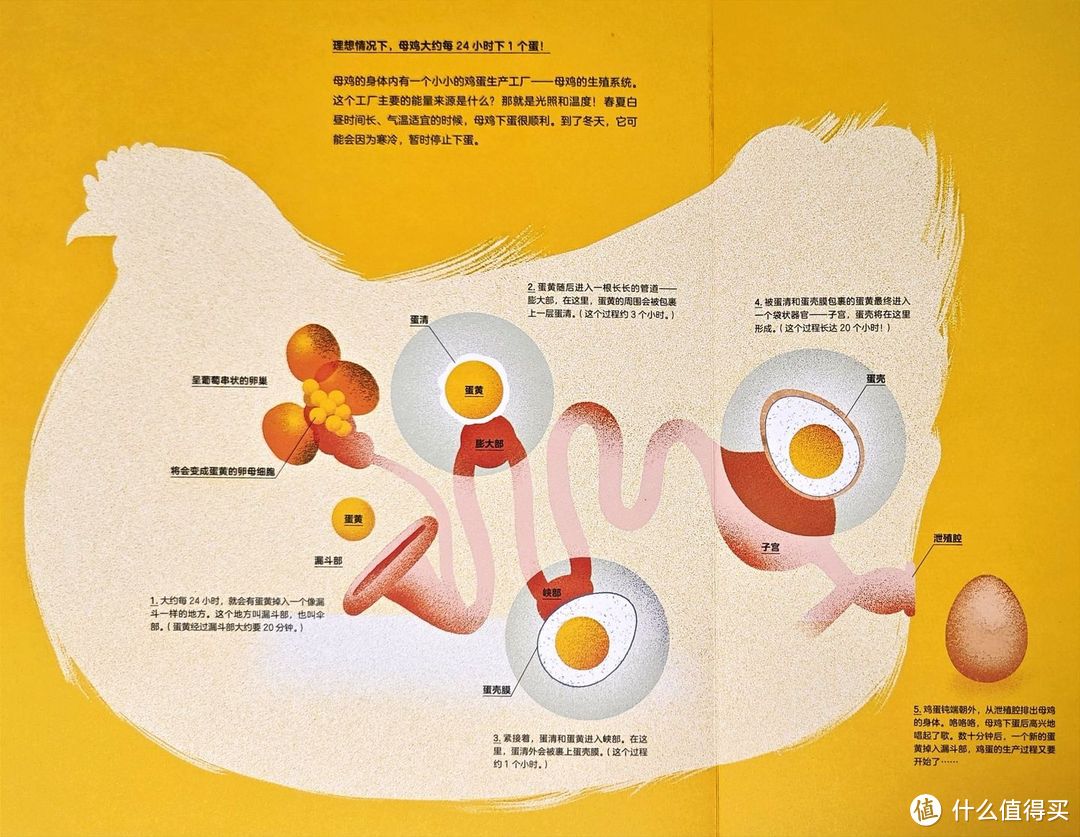 小鸡是如何从鸡蛋里孵化出来的？这样给孩子做科普，清楚又轻松！
