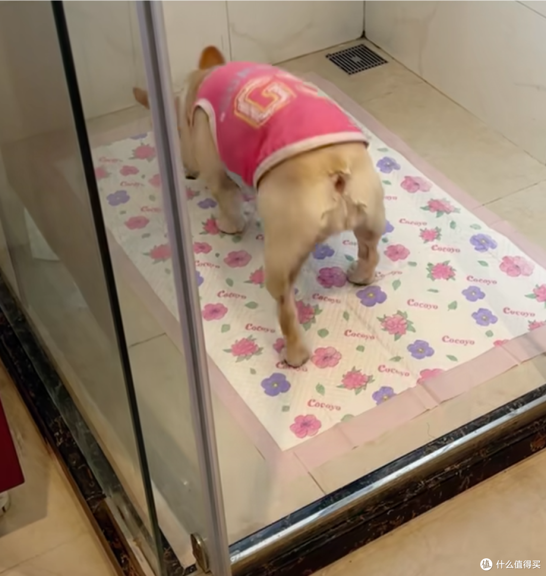 如何教会狗狗定点上厕所!