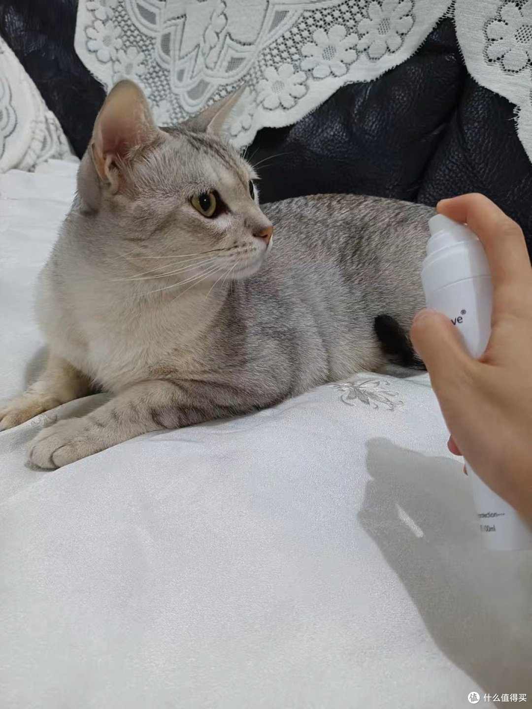 一喷解千愁!让你彻底摆脱猫毛、狗毛的烦恼