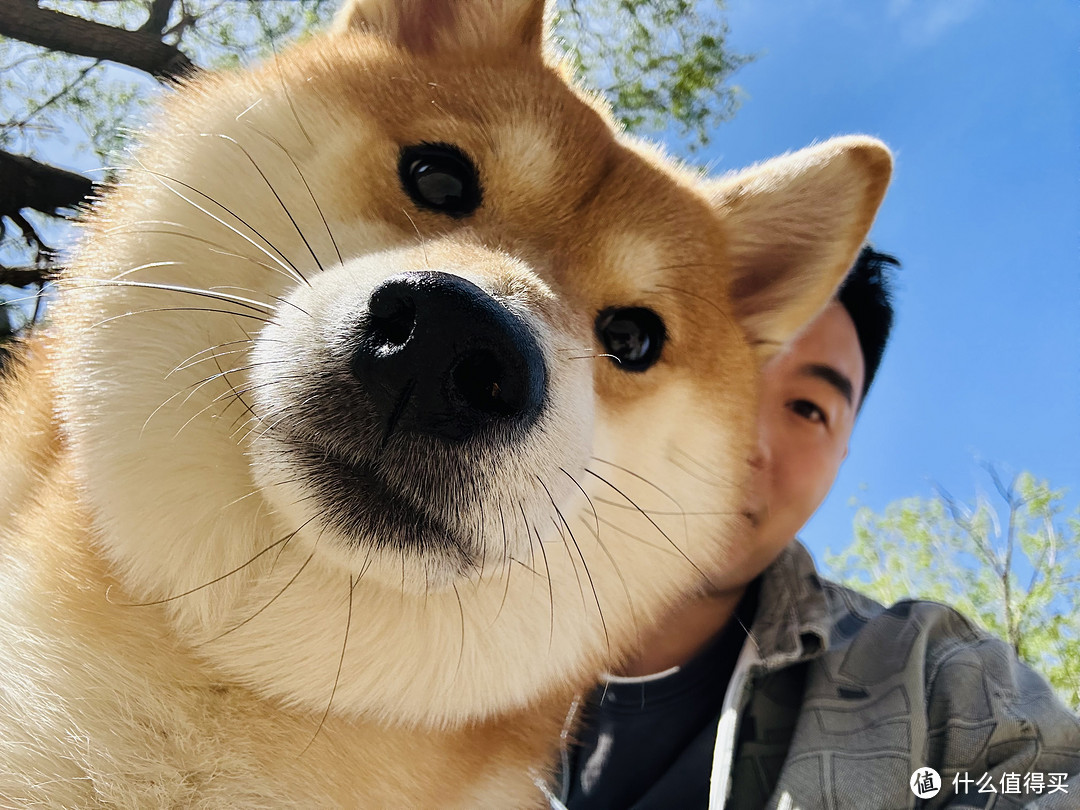 带狗狗去露营鸭