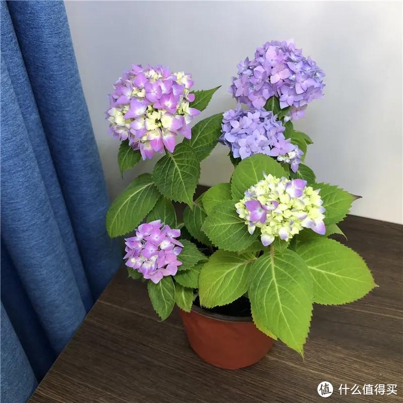 清明节后，5种花容易“饿”，喂饱了才能“撒欢”开花