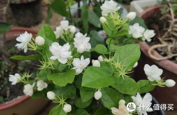 春天养这“3种花”,一定多修剪,开花开不停,花美又多轻松爆盆