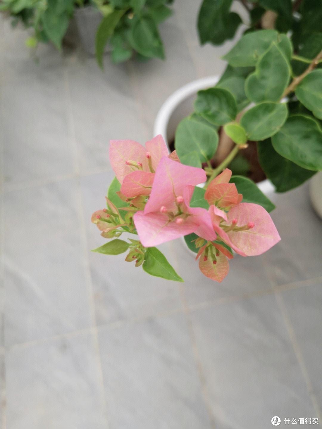 春天养这“3种花”,一定多修剪,开花开不停,花美又多轻松爆盆
