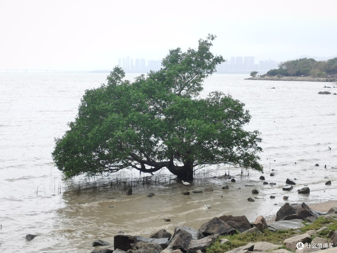 深圳湾—深圳人才公园骑行