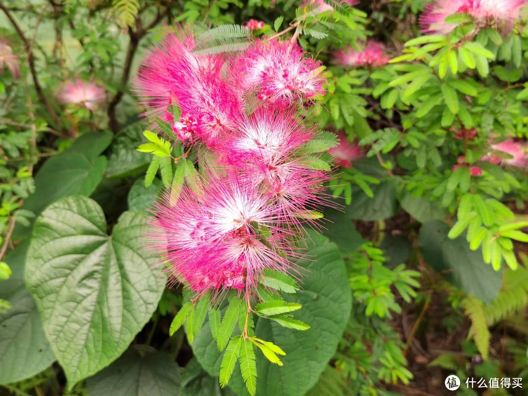 春天到了，来仙湖植物园赏赏花🌸