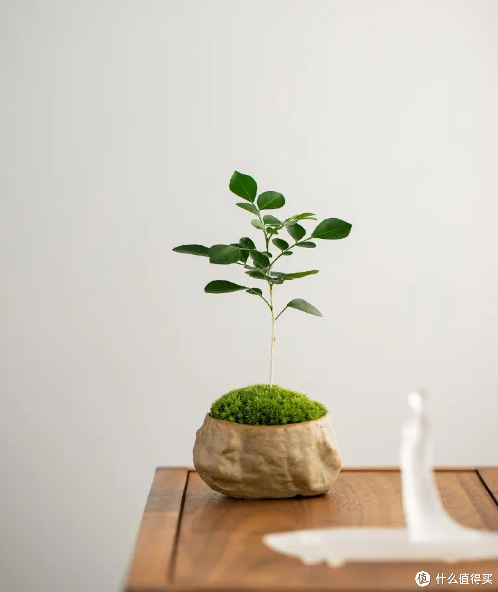 简单易养的盆栽植物——九里香
