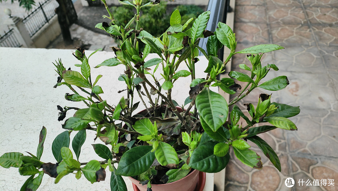 栀子花该怎么养?我的已经被我一不小心养的快挂了