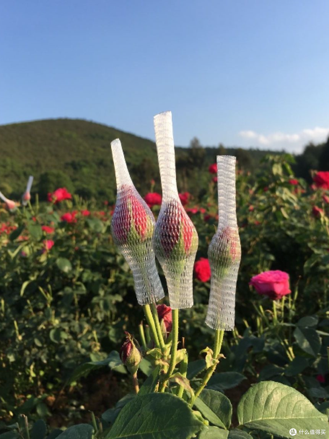 蓝妖：如何让月季花蕾同时开放？给你总结4点，爆盆轻轻松松