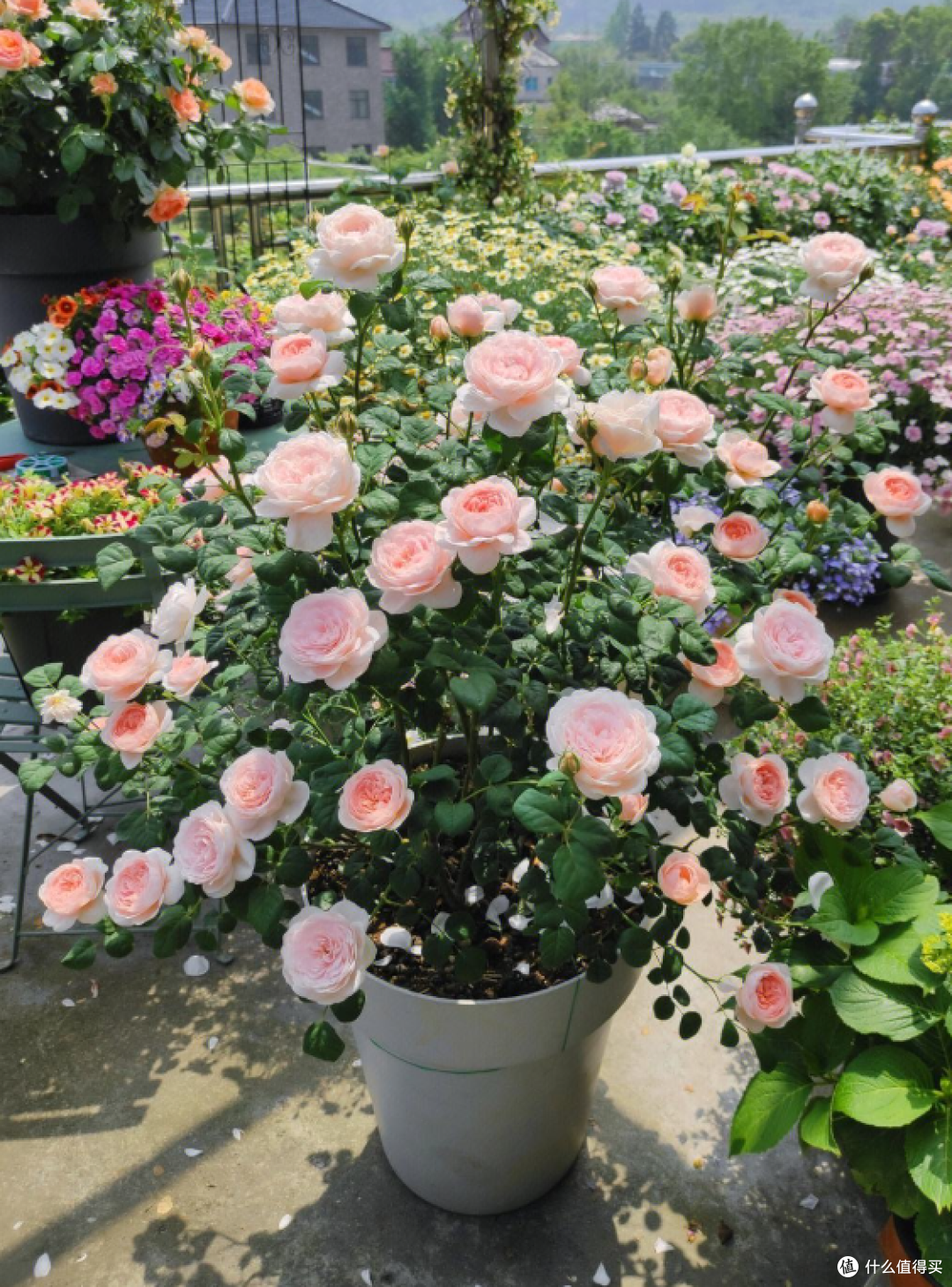 蓝妖：如何让月季花蕾同时开放？给你总结4点，爆盆轻轻松松