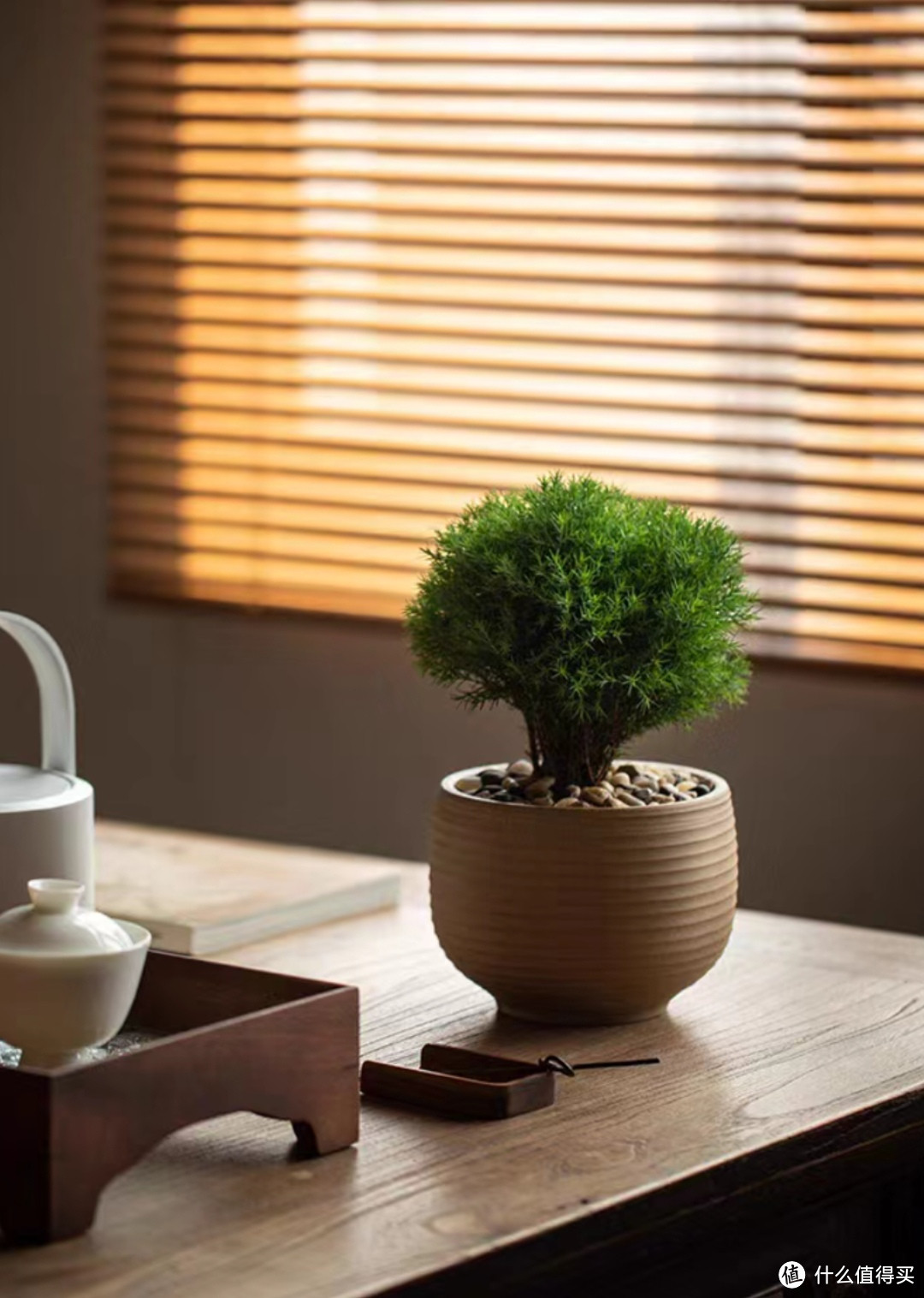 室内绿植的佳选：雾松盆栽的美丽与实用性