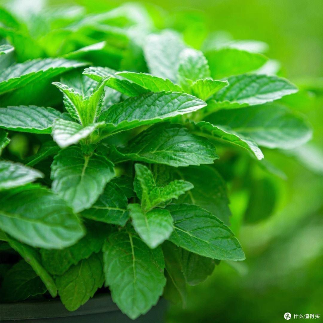 薄荷要“这样养”,枝叶更繁茂,长势更快更好,迅速长满一大盆