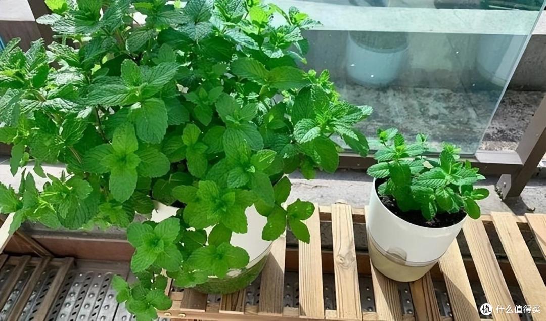 薄荷要“这样养”,枝叶更繁茂,长势更快更好,迅速长满一大盆