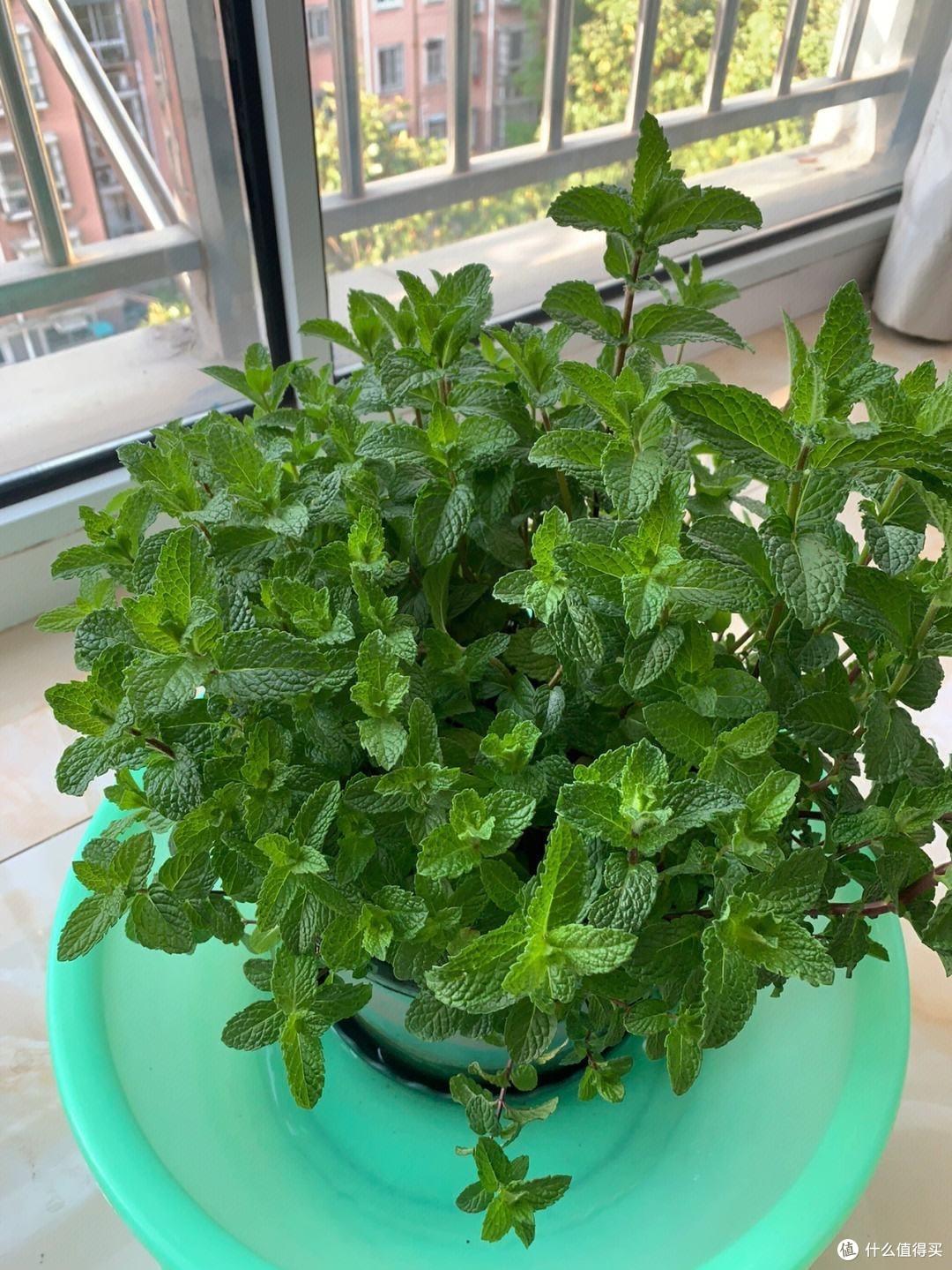 薄荷要“这样养”,枝叶更繁茂,长势更快更好,迅速长满一大盆