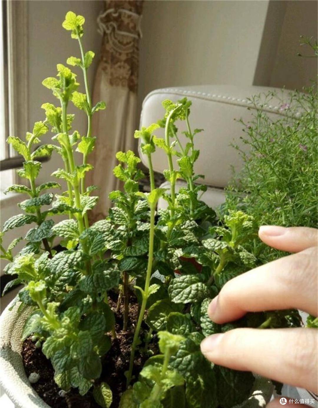 薄荷要“这样养”,枝叶更繁茂,长势更快更好,迅速长满一大盆