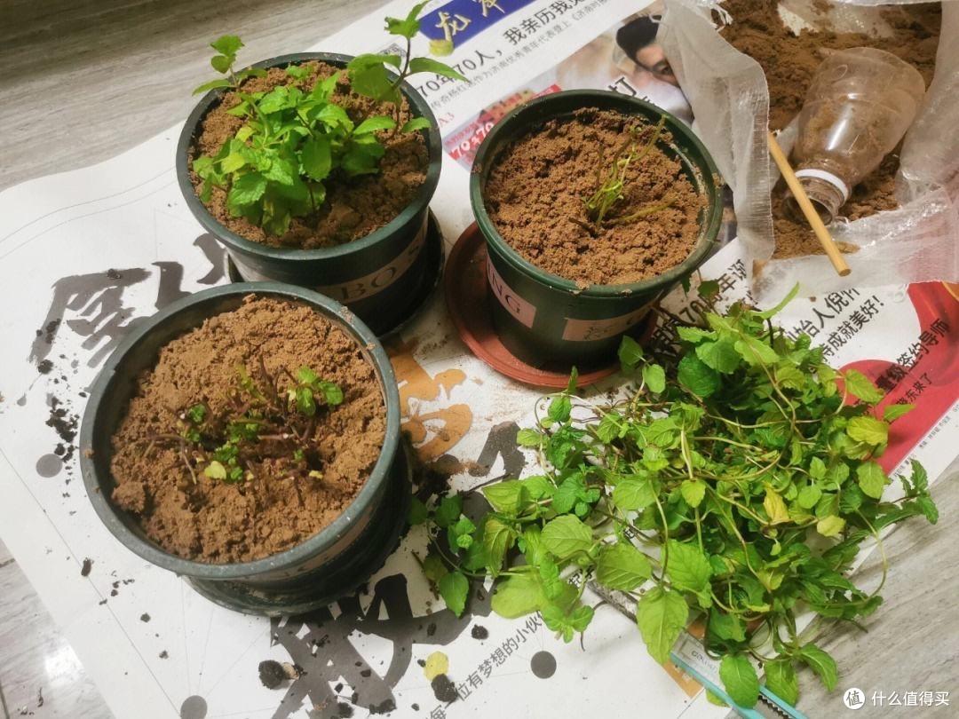 薄荷要“这样养”,枝叶更繁茂,长势更快更好,迅速长满一大盆