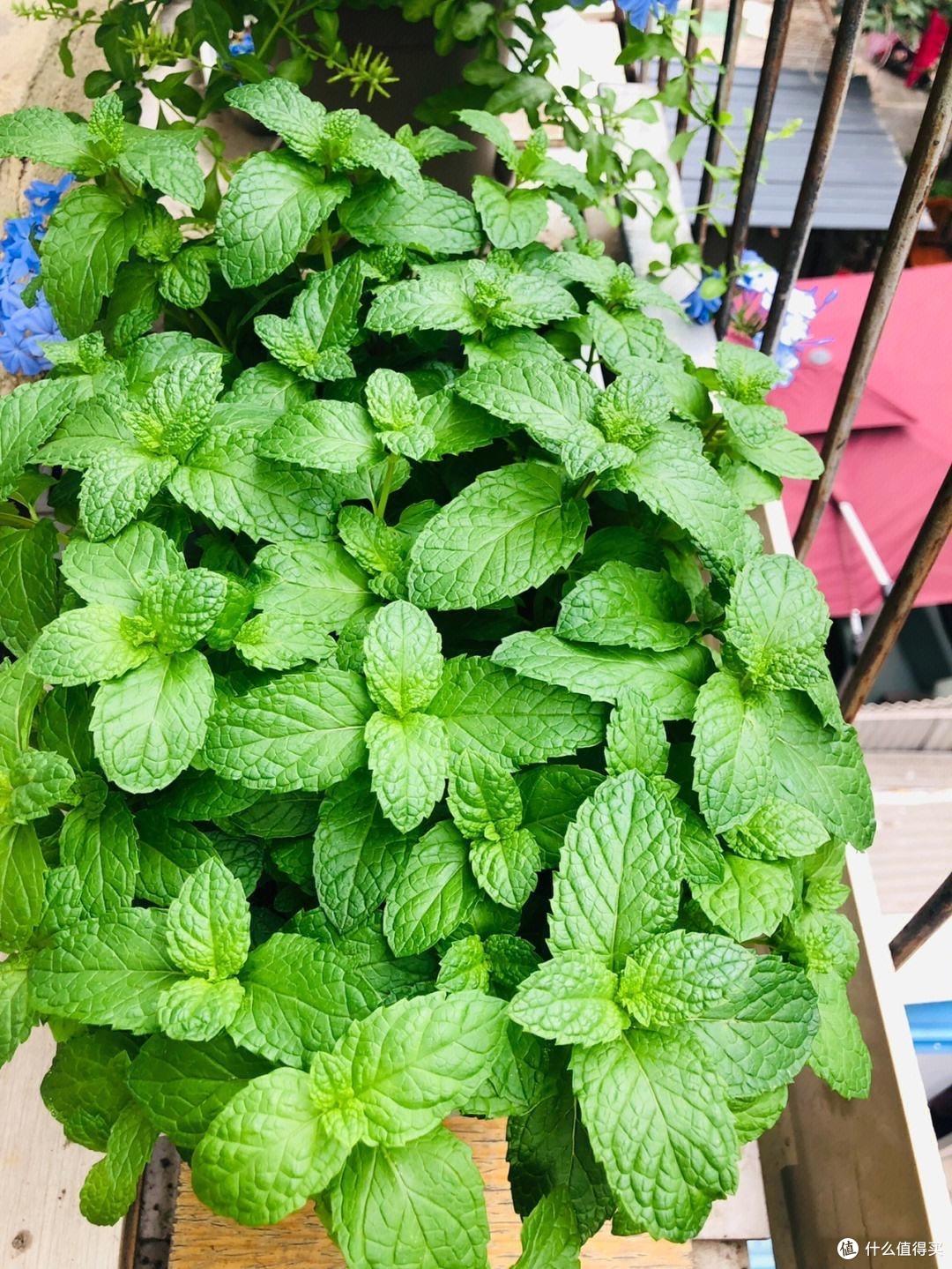 薄荷要“这样养”,枝叶更繁茂,长势更快更好,迅速长满一大盆