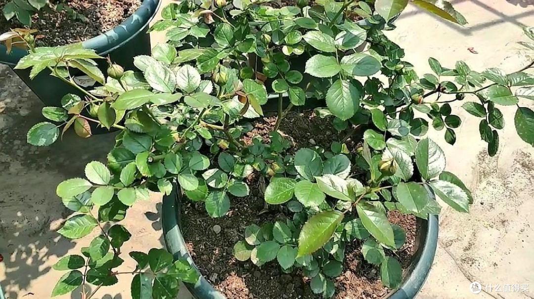 5种“喜光的花”,越是多晒太阳,开花越多,香味越浓,枝叶繁茂