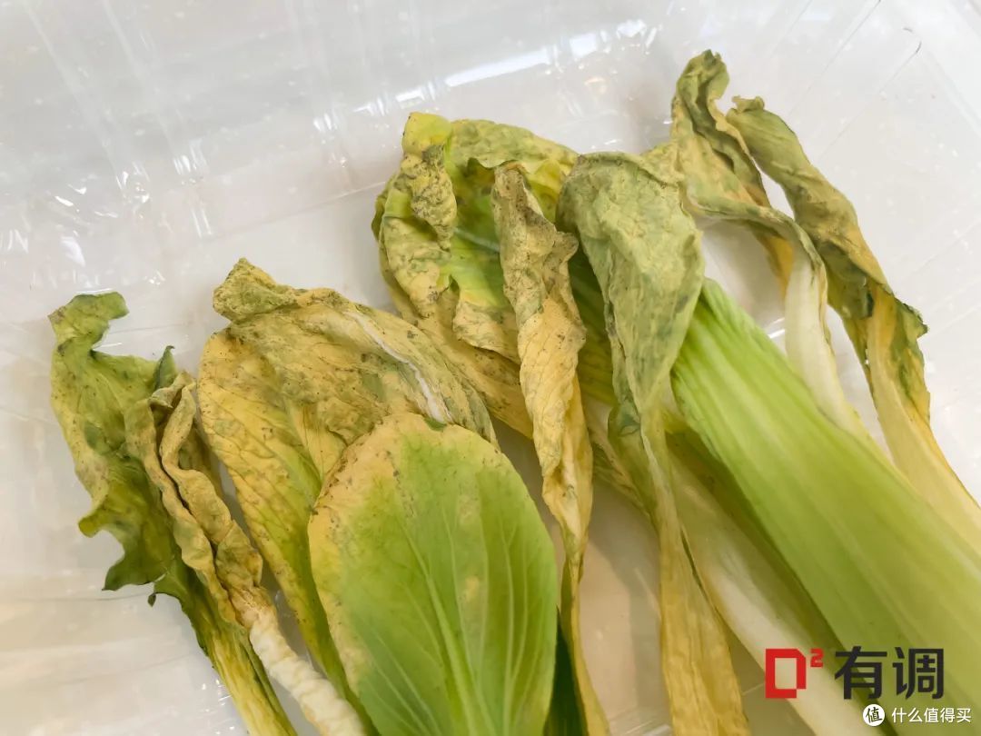 第10天的油菜叶