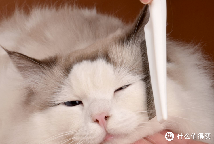如何给猫咪进行日常清洁？码住这篇清单，手把手教会你！