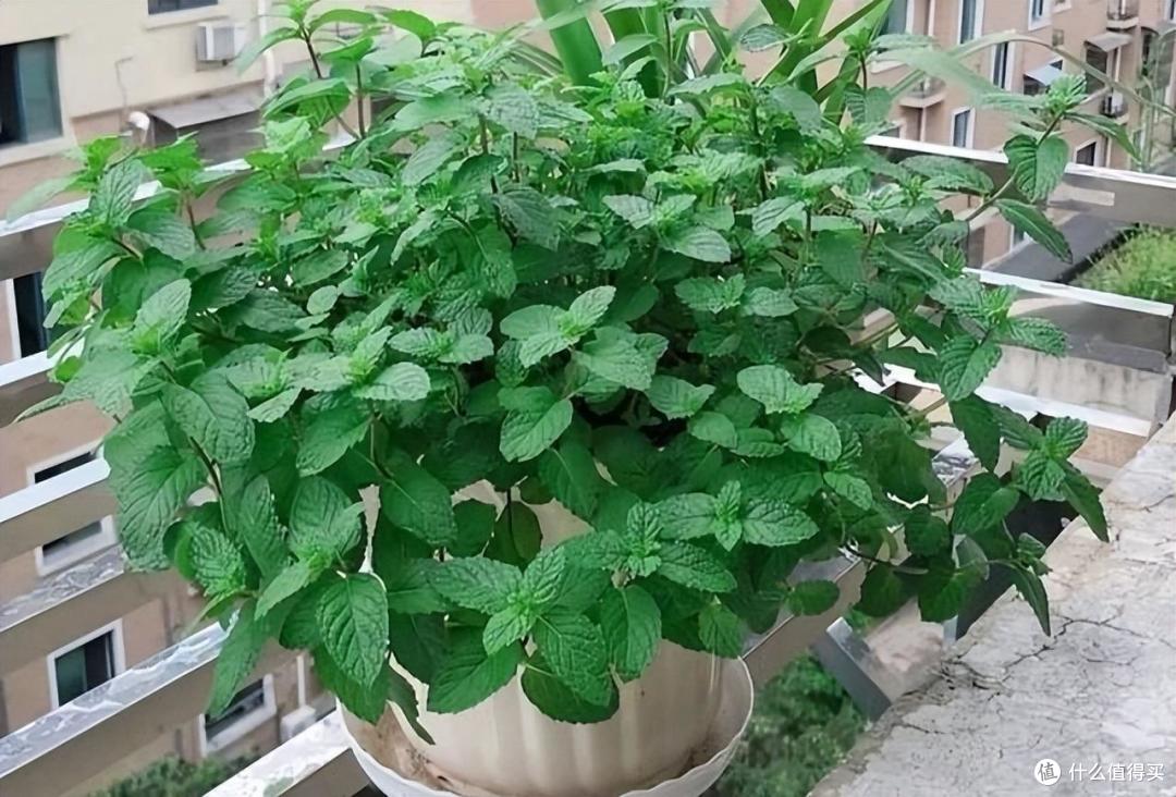 “4种”美味野菜,可种阳台上,新鲜可口长势旺,还能点缀阳台