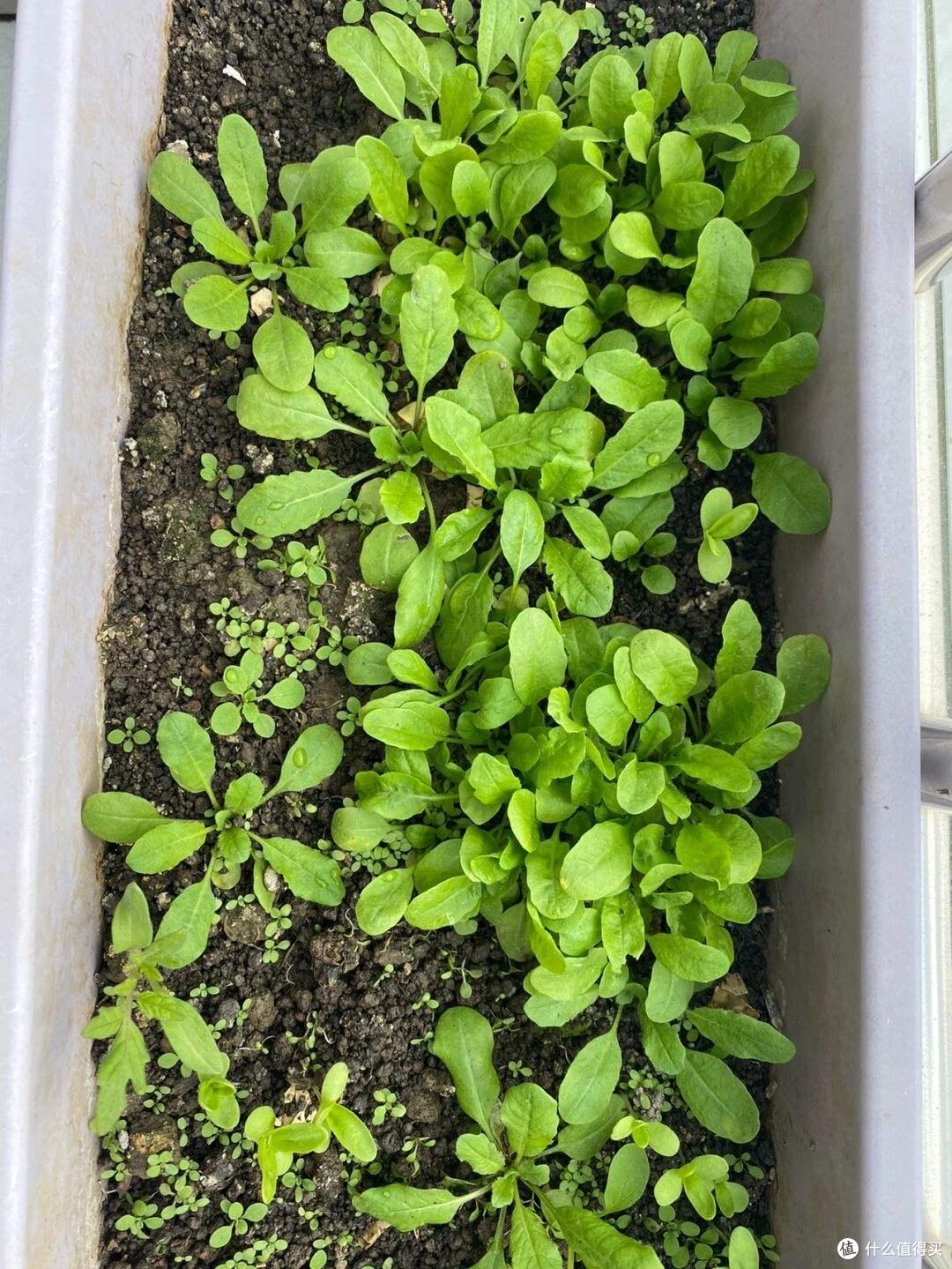“4种”美味野菜,可种阳台上,新鲜可口长势旺,还能点缀阳台