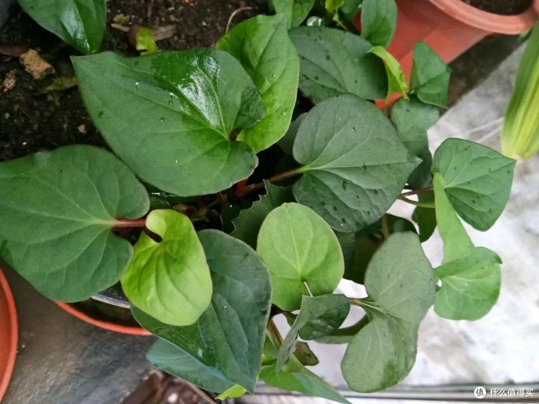 “4种”美味野菜,可种阳台上,新鲜可口长势旺,还能点缀阳台