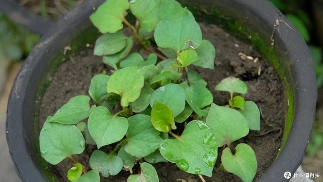 “4种”美味野菜,可种阳台上,新鲜可口长势旺,还能点缀阳台