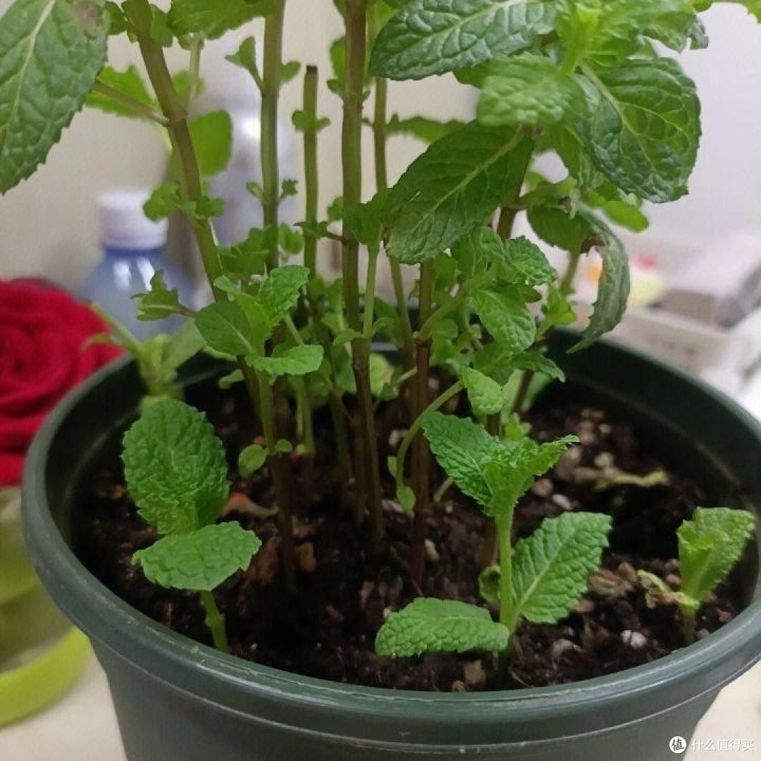 “4种”美味野菜,可种阳台上,新鲜可口长势旺,还能点缀阳台