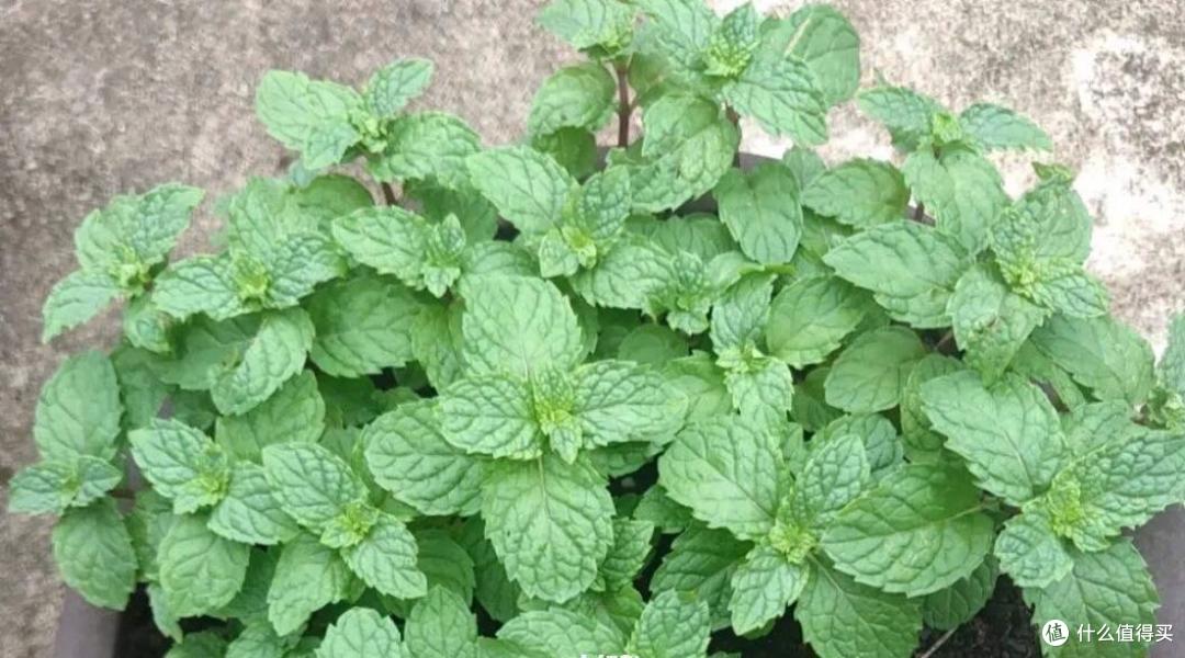 “4种”美味野菜,可种阳台上,新鲜可口长势旺,还能点缀阳台