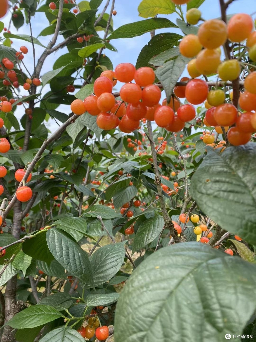 春游一起去摘个樱桃吧