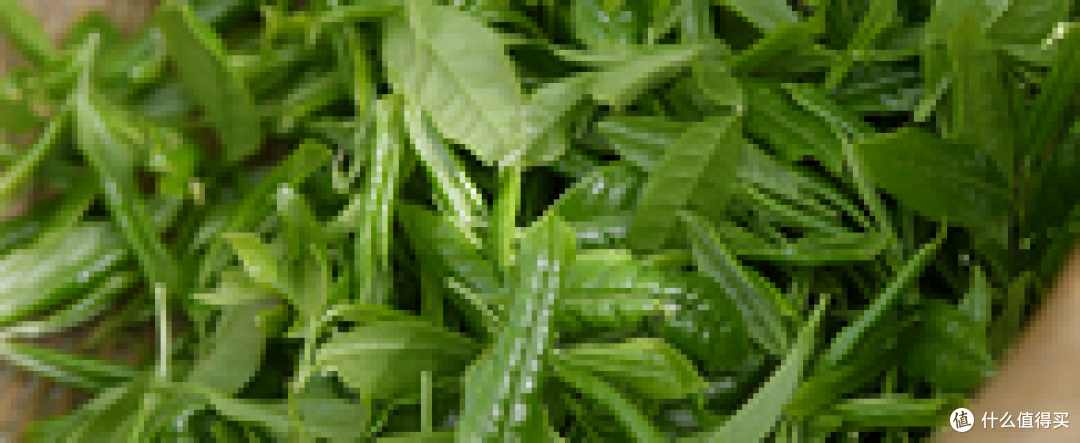 绿茶科普：如何选择适合自己口味的绿茶？