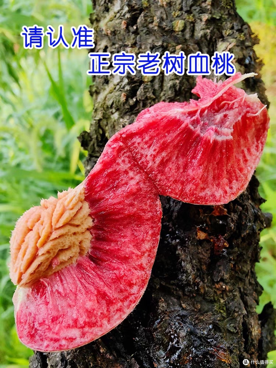 美味的桃子,谁不喜欢呢?