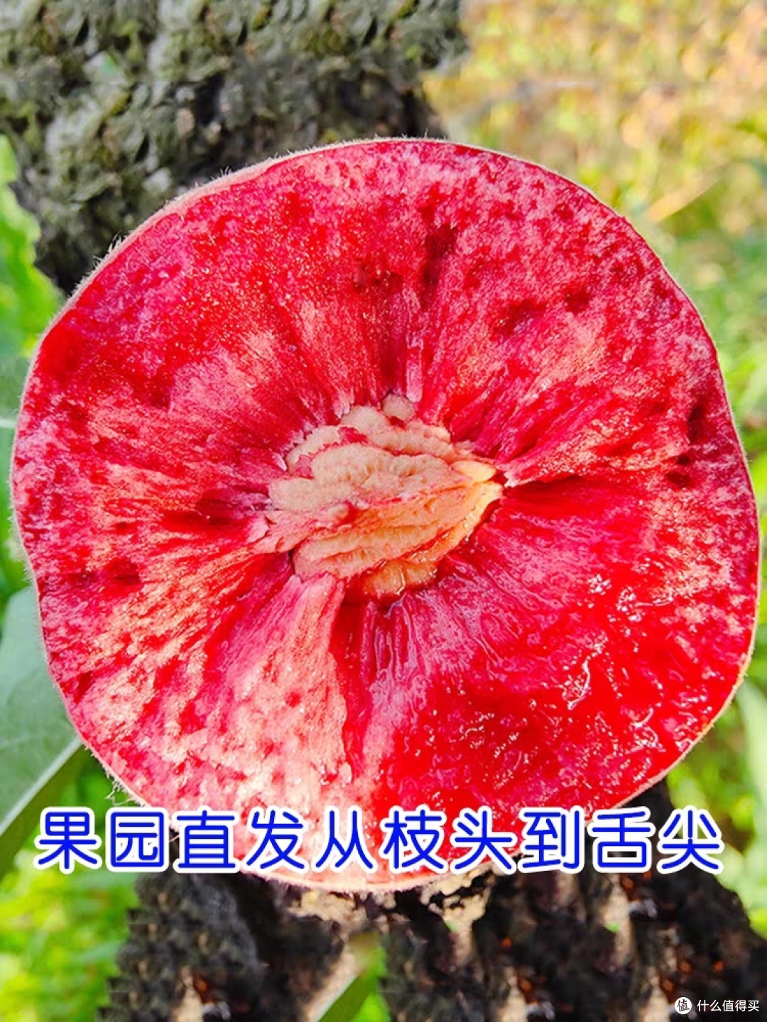 美味的桃子,谁不喜欢呢?