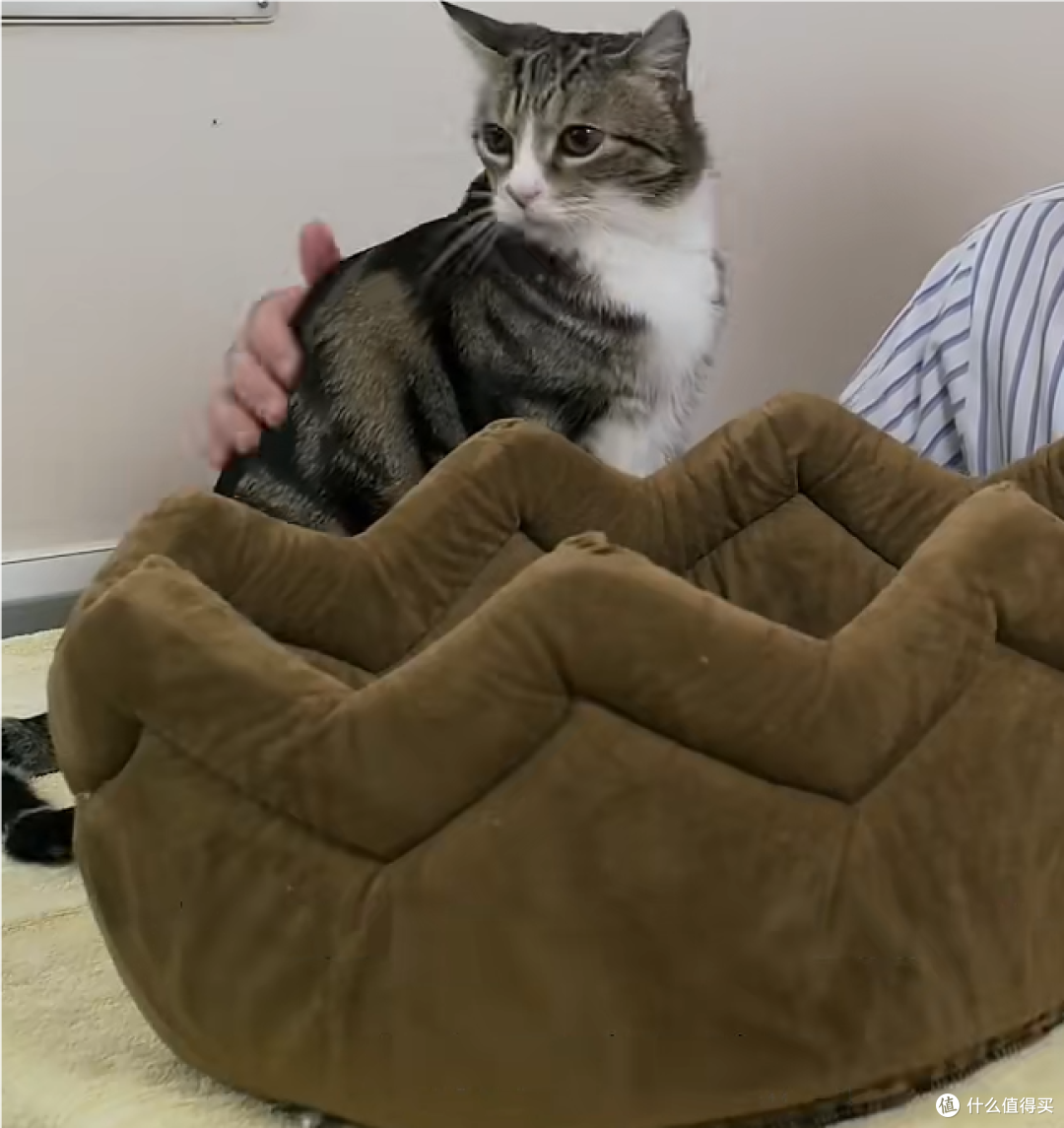 柔软的猫窝让老年猫更舒适