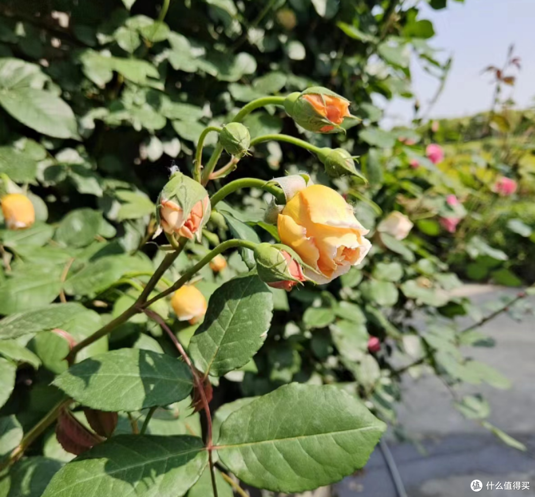 蓝妖:四月阴雨天月季如何养护?千万别忽略了这4点,否则花朵掉光光
