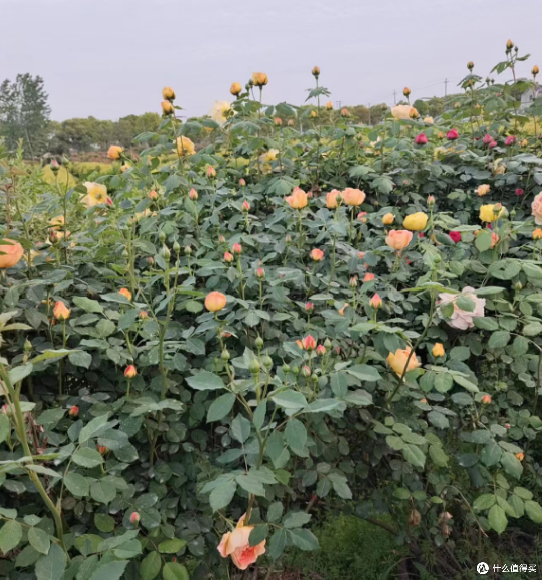 蓝妖:四月阴雨天月季如何养护?千万别忽略了这4点,否则花朵掉光光