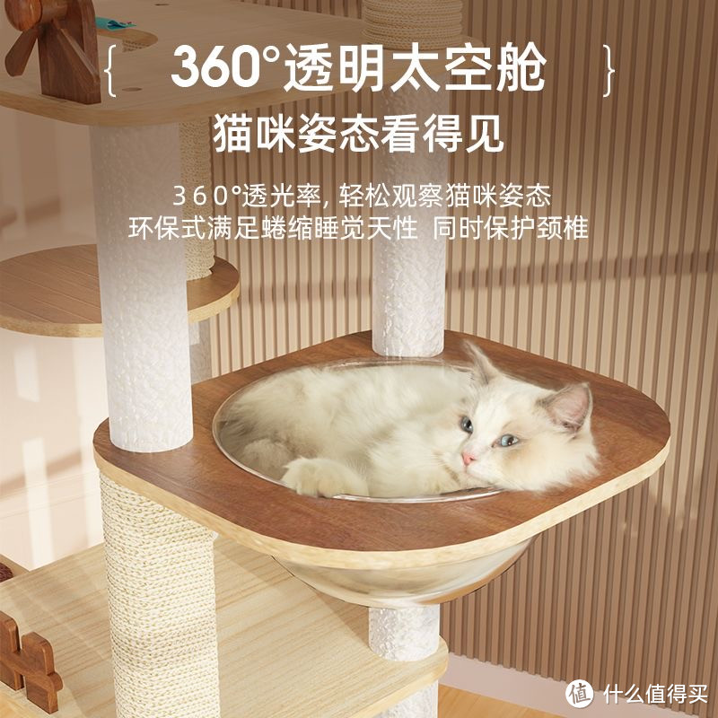 喵星人自己也能拥有了大型的猫咪游乐场所