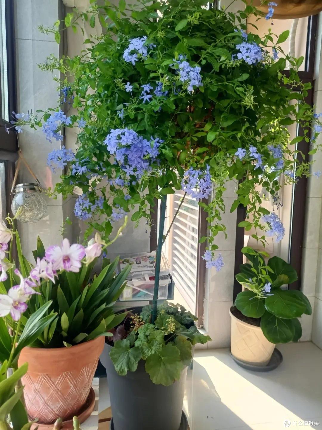 养蓝雪花,有3个“舍得”,才能满枝花,天天开花,开成花海