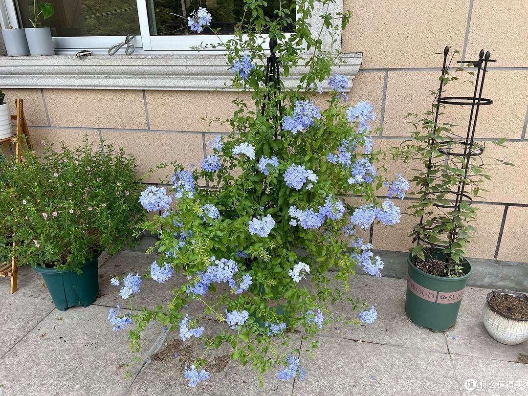 养蓝雪花,有3个“舍得”,才能满枝花,天天开花,开成花海
