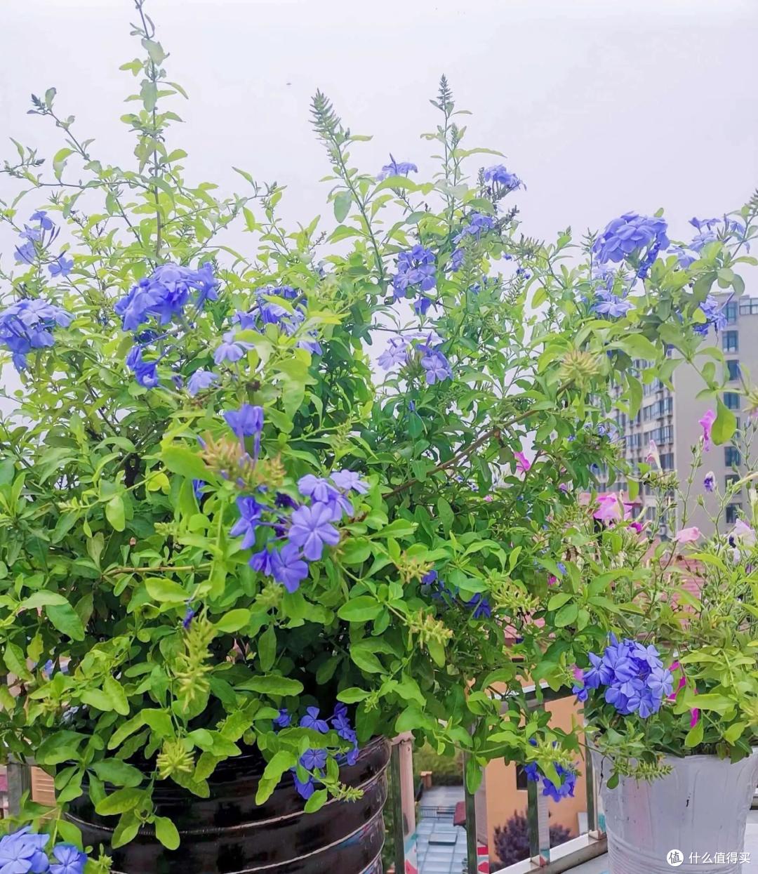 养蓝雪花,有3个“舍得”,才能满枝花,天天开花,开成花海