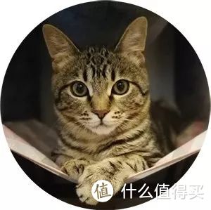 凤梨酥:广东籍上海人、钟表爱好者、荣迷、铲屎官