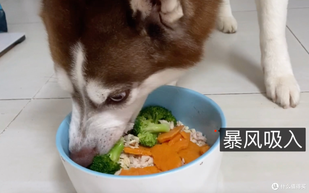 狗狗吃饭快,去咨询宠物医生这样伤不伤喂,反被医生3连问!