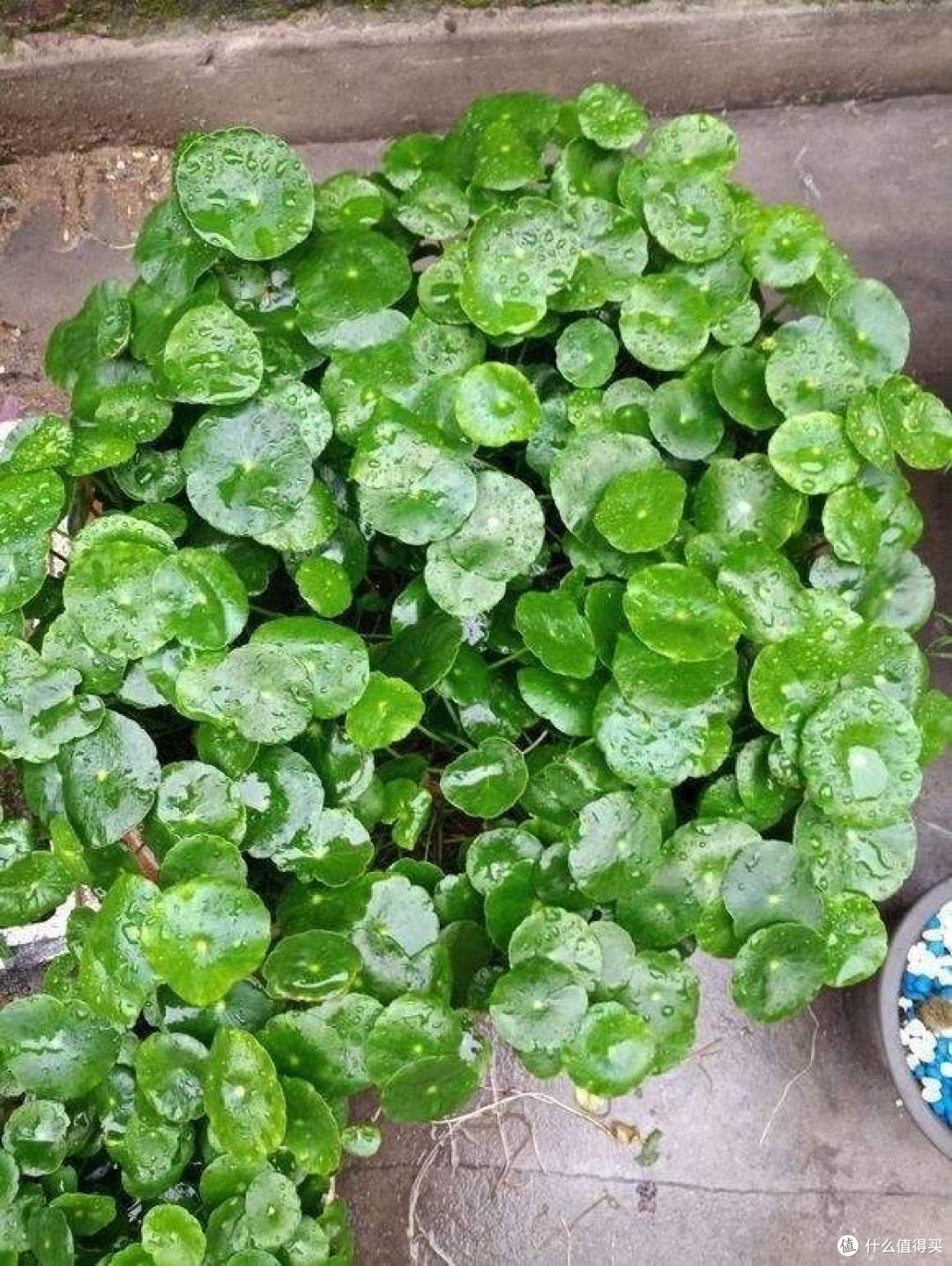 有“3种花”,别随便养,很容易泛滥太多了,长满整个阳台和花园