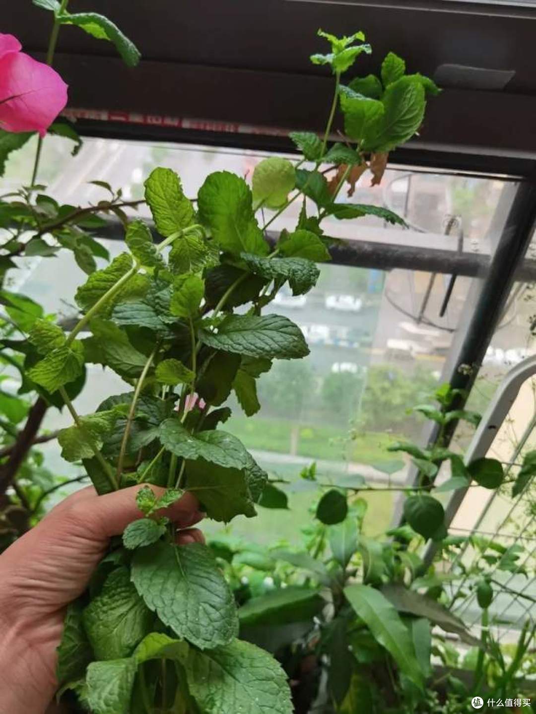 有“3种花”,别随便养,很容易泛滥太多了,长满整个阳台和花园