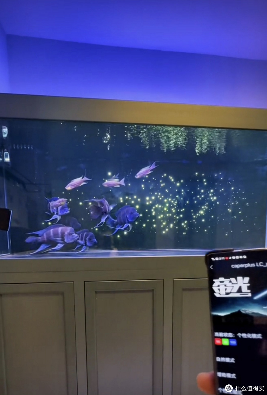 “好缸配好灯”，适合大鱼缸的光特亿二代使用体验分享