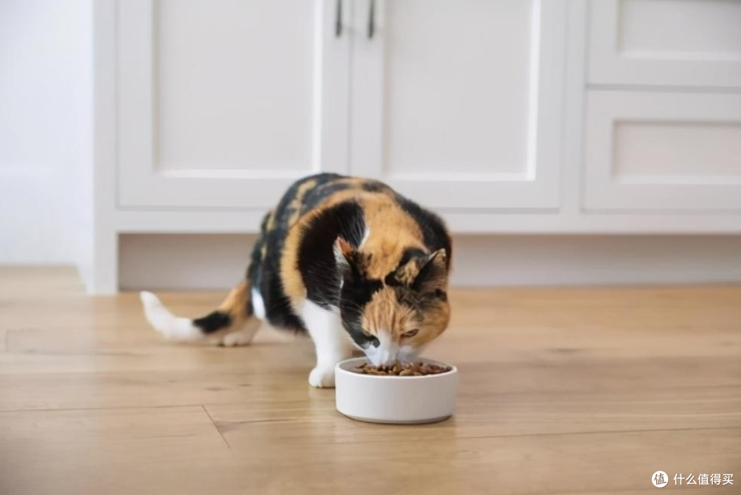 猫咪挑食?这4个方法可以掰正猫咪挑食