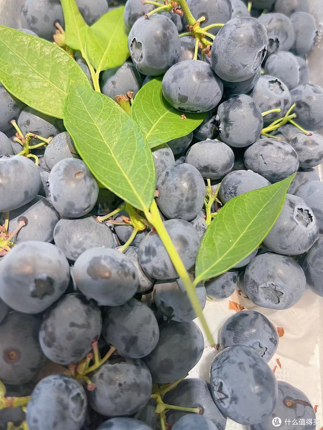 蓝莓很常见，串枝蓝莓不常有