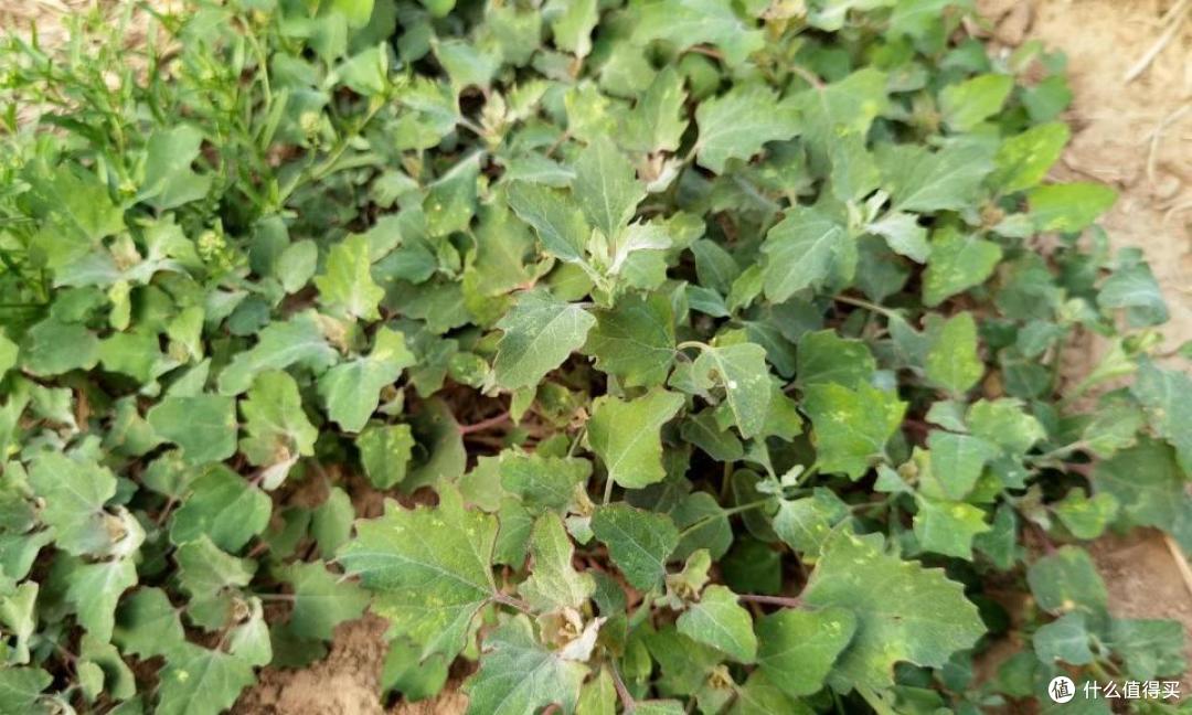 这种野菜长相普通，却有丰富的营养成分，可惜很多人不认识它了