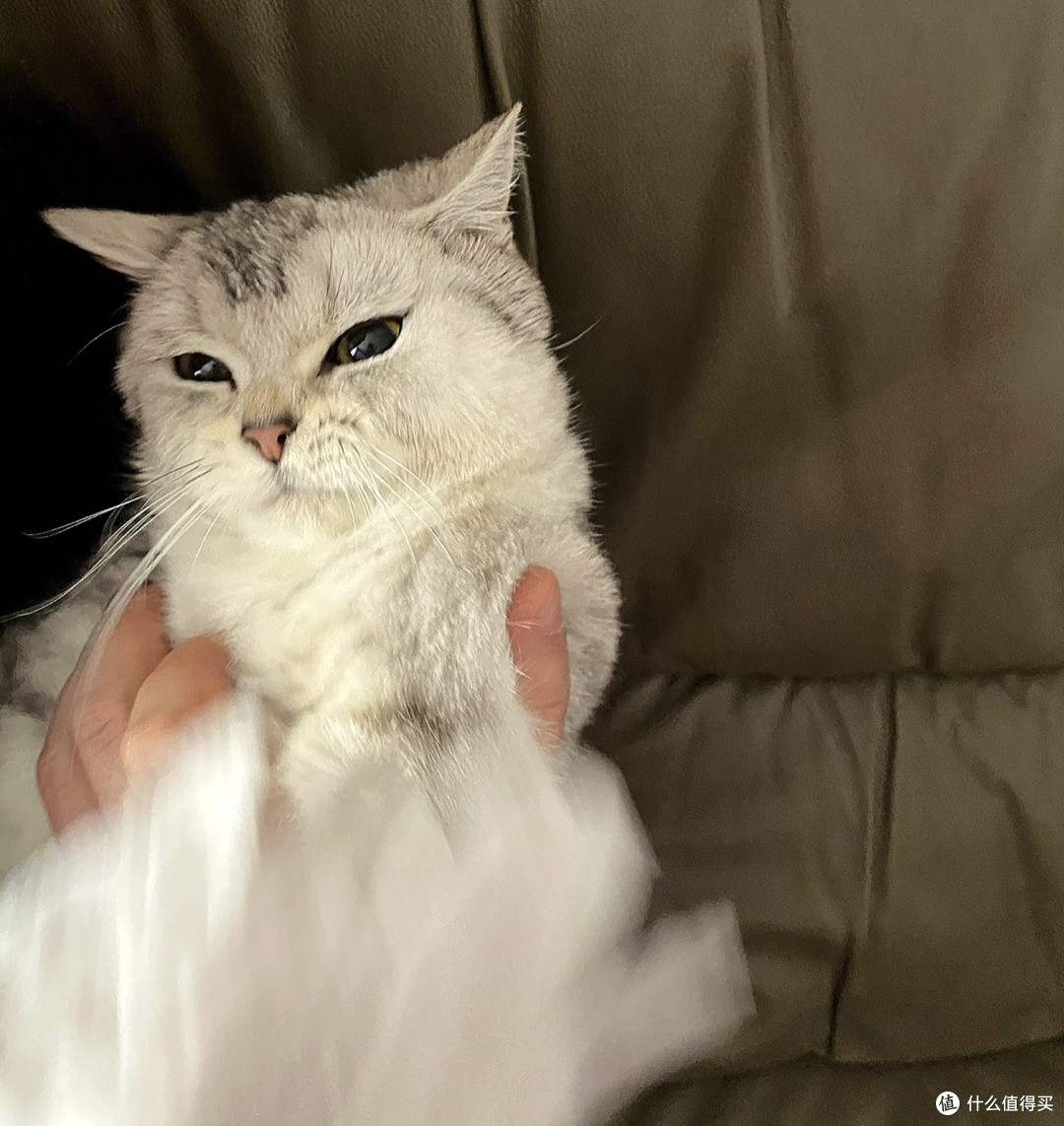 猫咪必备清洁好物推荐